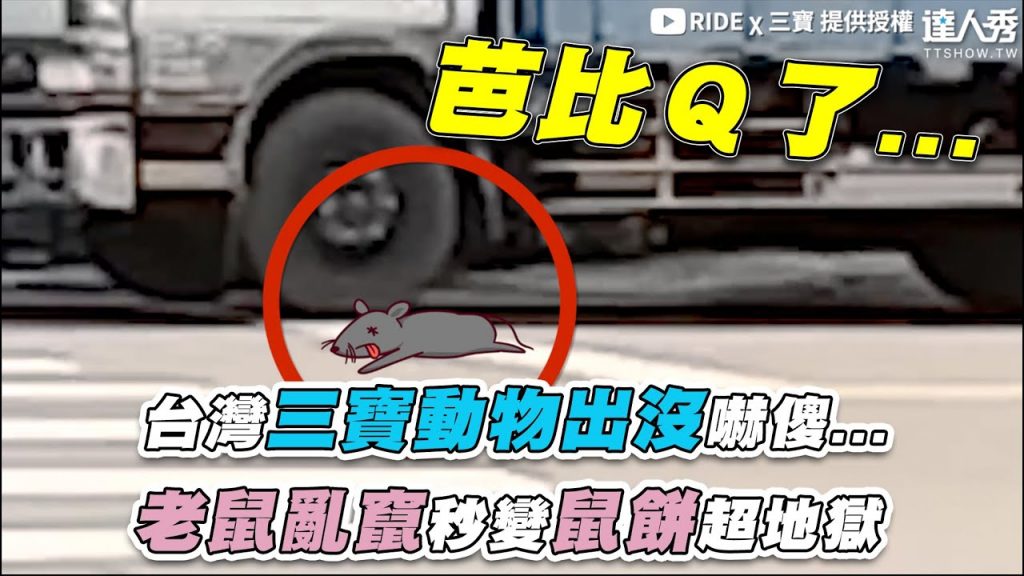 【台灣三寶動物出沒嚇傻…老鼠亂竄秒變鼠餅超地獄】|@RIDE χ 三寶