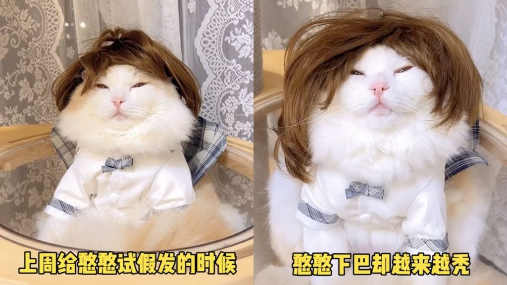 獨生子的日常 【小奶貓成長記】憨憨終於有親妹妹了,但是感覺它好像不太喜歡呢