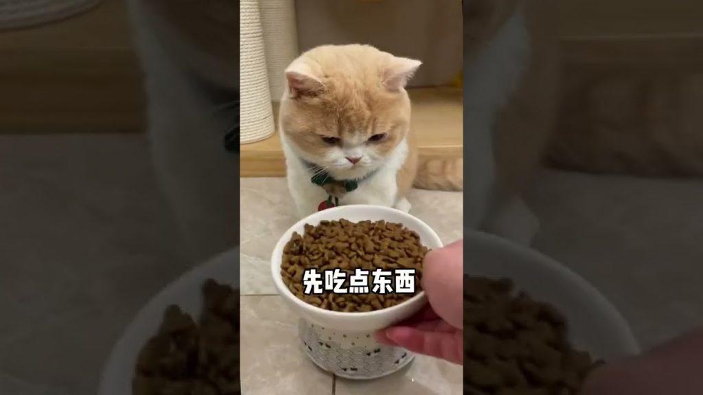 麻蛋和丑丑 【麻蛋和丑丑】如何让猫咪乖乖听话?