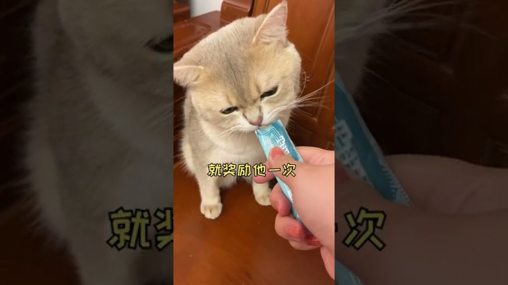 一隻鈍鈍少爺 【鈍鈍的日常】完了完了,我的貓變成傻子了……