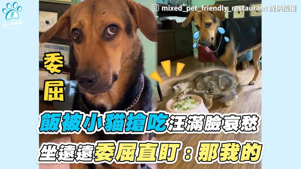【飯被小貓搶吃汪滿臉哀愁 坐遠遠委屈直盯:那我的】|IG / mixed_pet_friendly_restaurant