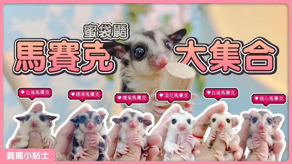 團團的萌寵部落 【馬賽克蜜袋鼯大集合】全網最全的顔色品種介紹 | Mosaic Sugar glider