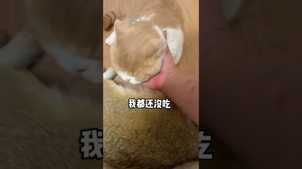 麻蛋和丑丑 【麻蛋和丑丑】阿巴真的长大了?以后再也没有猫抢奶了!