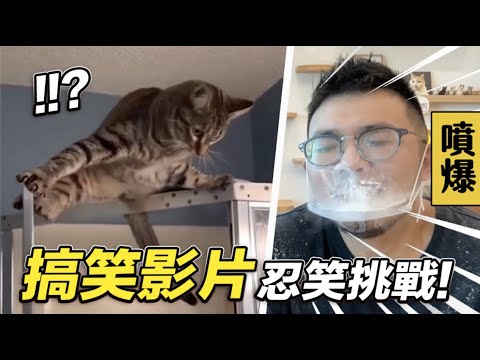志銘與狸貓 【搞笑貓影片忍笑挑戰!真的忍不住!】志銘與狸貓