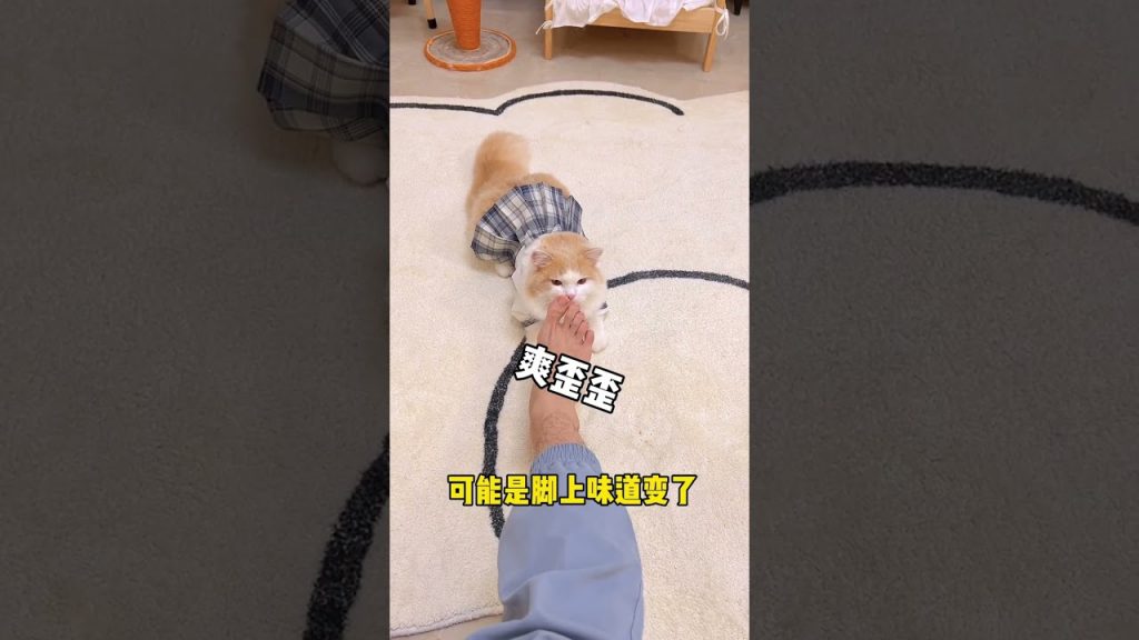 獨生子的日常 【小奶貓成長記】所以說壞習慣得從小改正