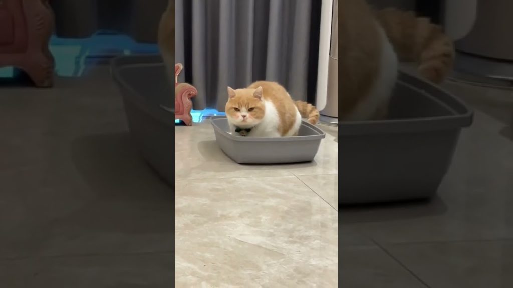 麻蛋和丑丑 【麻蛋和丑丑】今天的视频超下饭哦