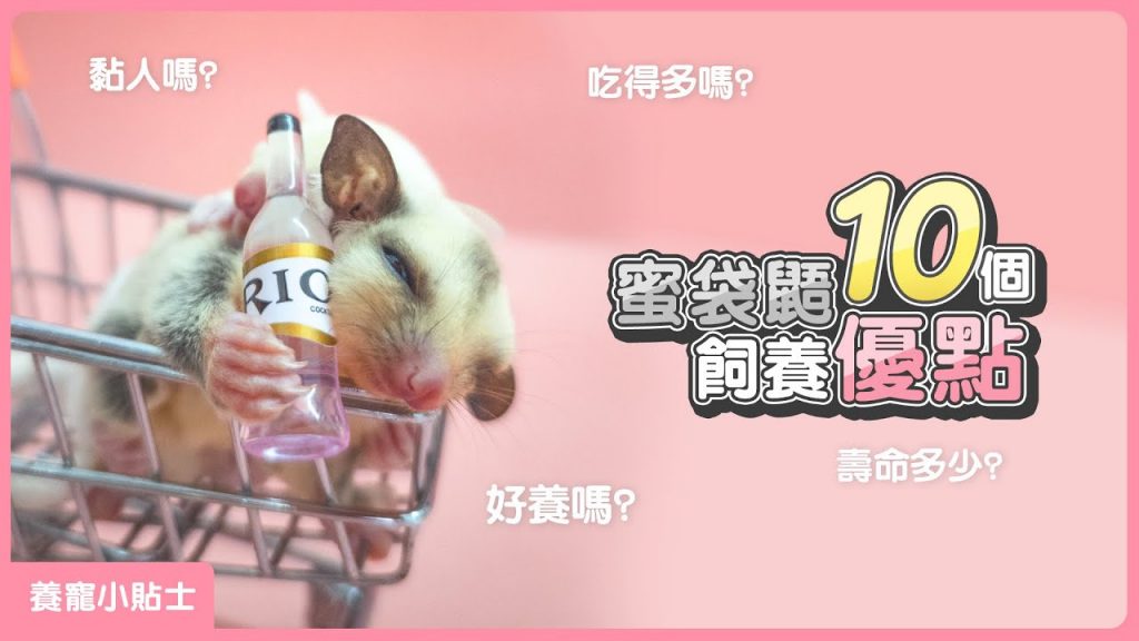 團團的萌寵部落 蜜袋鼯10個作爲寵物飼養的優點-EP12【蜜袋鼯飼養小貼士2022】 Sugar glider rearing advantage