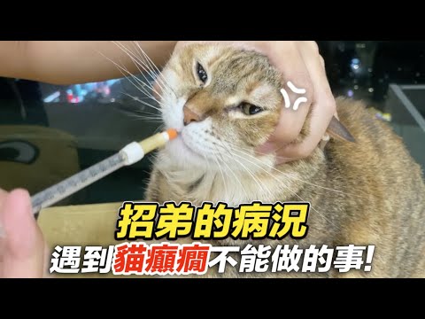 志銘與狸貓 【招弟的病況!遇到貓癲癇不能做的事!】志銘與狸貓