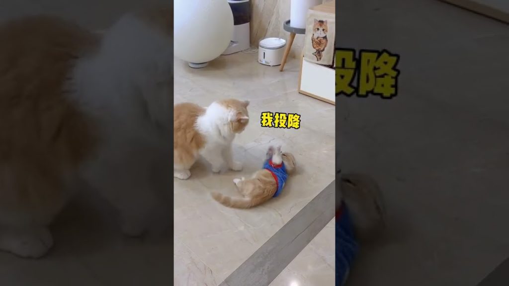 獨生子的日常 【小奶貓成長記】憨憨最後那個操作讓小短腿都懵了