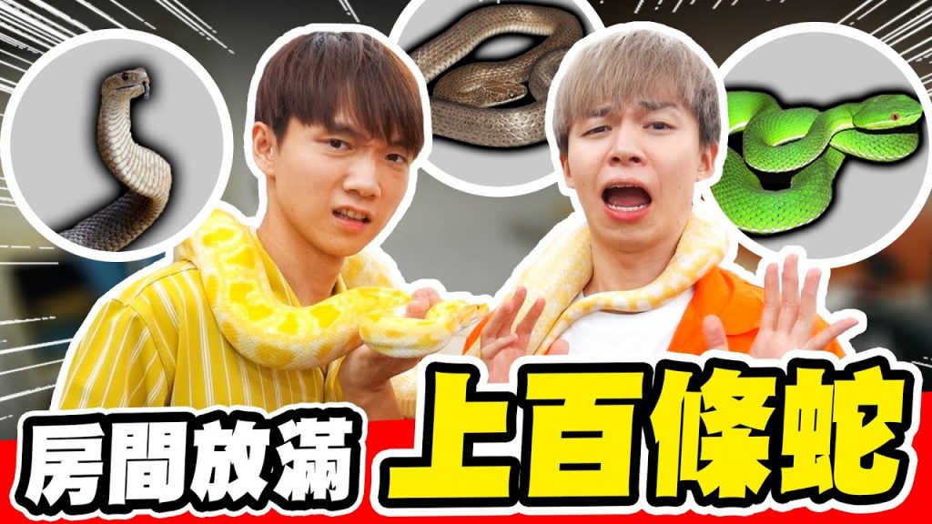 在哥哥房間放入上百條蛇,床上有黃金巨蟒,嚇壞哲哲!【黃氏兄弟】整人PRANK #改造房間