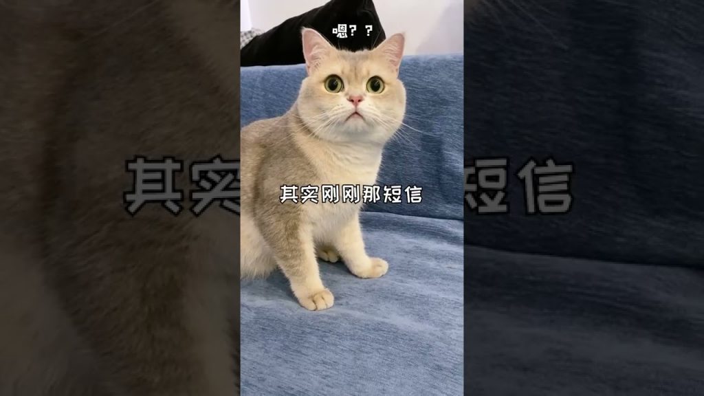 一隻鈍鈍少爺 【鈍鈍劇場】我家貓爲什麽在門口大喊大叫呢?