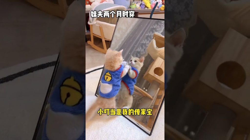 獨生子的日常 【小奶貓成長記】總的來說我還挺滿意的 但是感覺它們不咋滿意