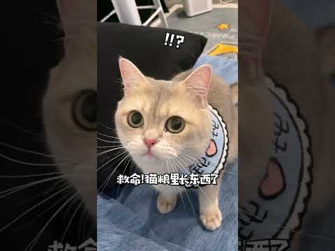 一隻鈍鈍少爺 【鈍鈍的日常】家裏來了個不速之客……