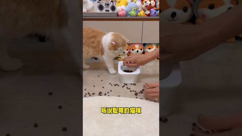 獨生子的日常 【小奶貓成長記】所以憨憨的憨 是裝出來的?