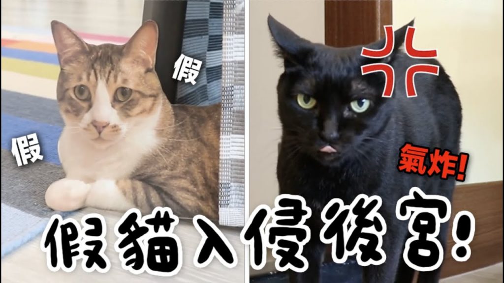 黃阿瑪的後宮生活 【黃阿瑪的後宮生活】假貓入侵後宮!Socles反應超誇張!