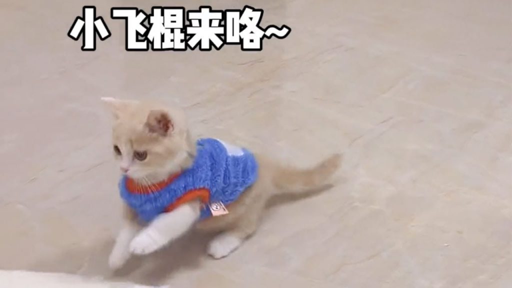 獨生子的日常 【小奶貓成長記】完美的詮釋了又菜又愛玩