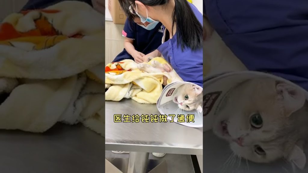 一隻鈍鈍少爺 【鈍鈍的日常】小公貓也能懷孕嗎😨😨