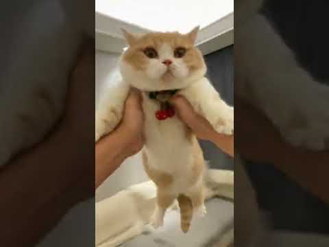 麻蛋和丑丑 【麻蛋和丑丑】带阿巴体验下飞翔的感觉