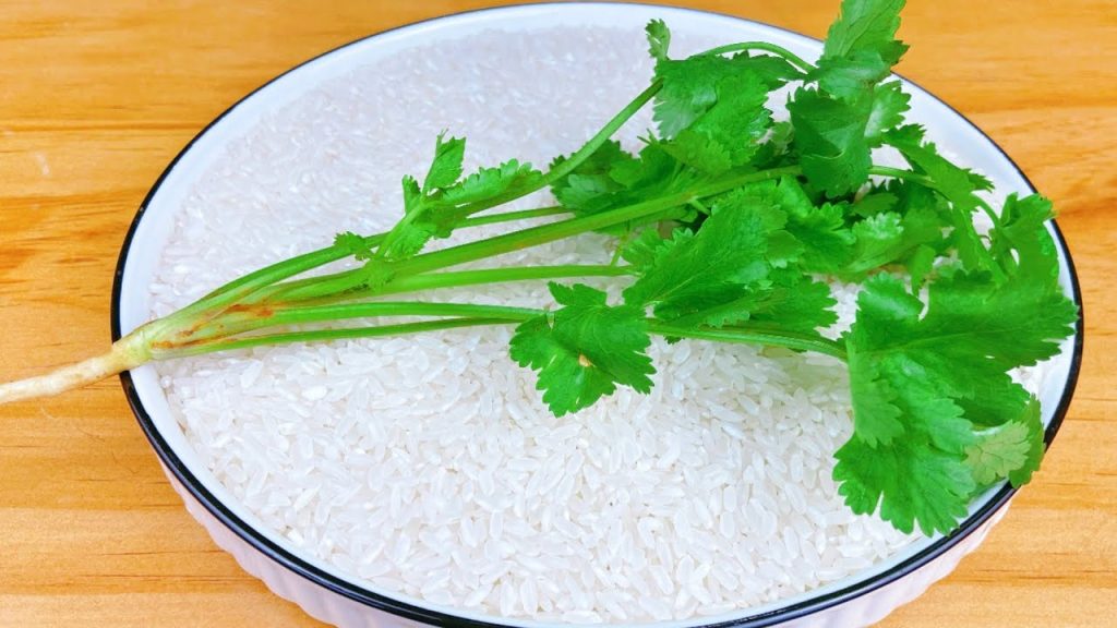 香菜加大米,沒想到作用這麼厲害,我也今天才知道,既省錢又實用 chinese food coriander add Rice 樂樂媽