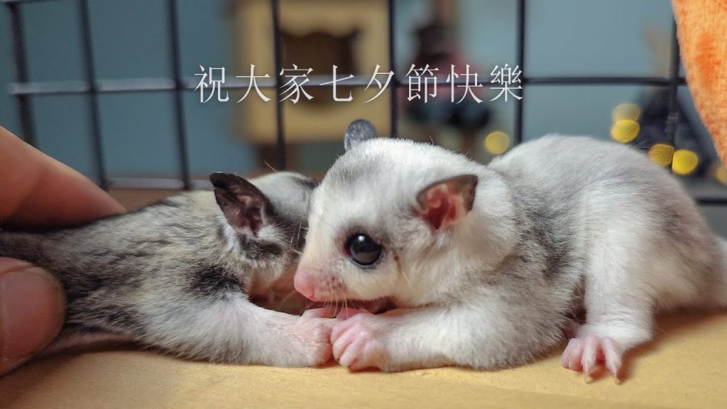 團團的萌寵部落 萌寵也過七夕節了,祝大家七夕節快樂,愛你所愛。