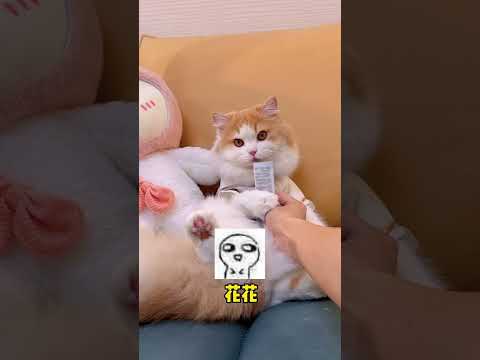 獨生子的日常 【小奶貓成長記】我好像不是很會哄女生 怎麼辦