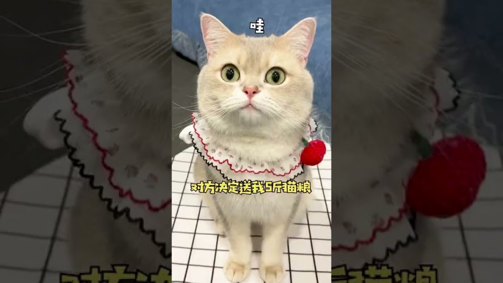 一隻鈍鈍少爺 【鈍鈍劇場】這輩子沒見過這麽離譜的事