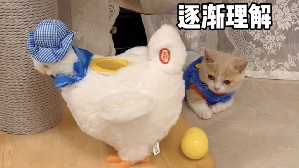 獨生子的日常 【小奶貓成長記】這算成功給一隻小奶貓洗腦了嗎