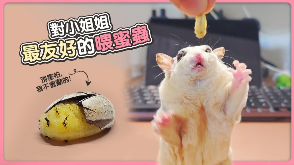 團團的萌寵部落 害怕餵蜜袋鼯吃蟲?來試試這種像極了芝士的坦克蟲吧!