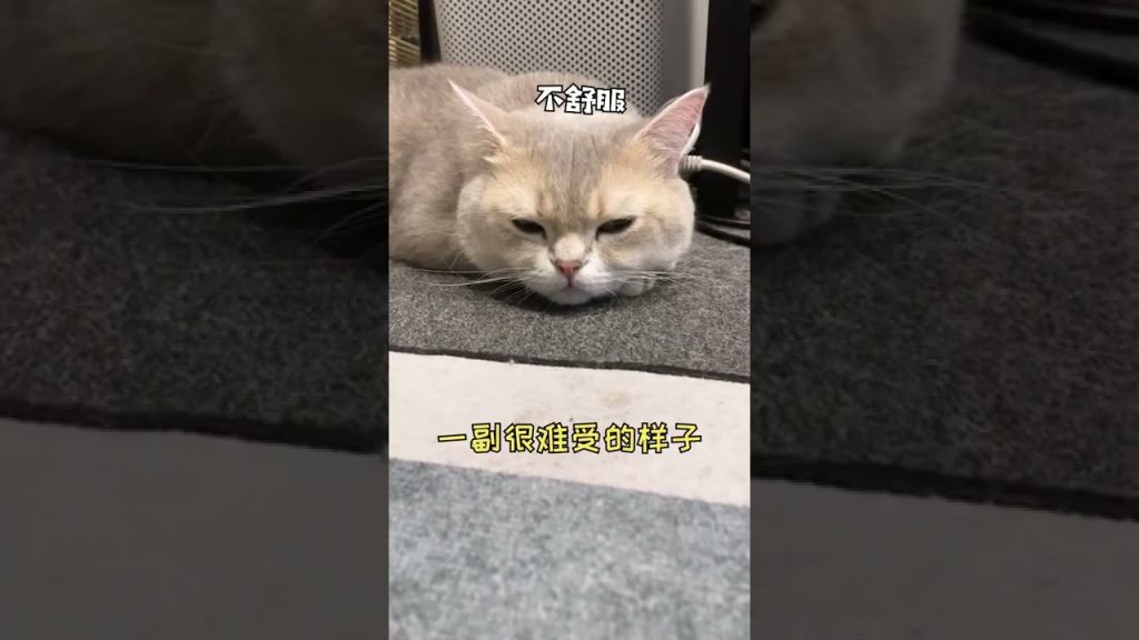 一隻鈍鈍少爺 【鈍鈍的日常】大家一定要看到最後,我對貓咪無語了(ˉ▽ˉ;)…