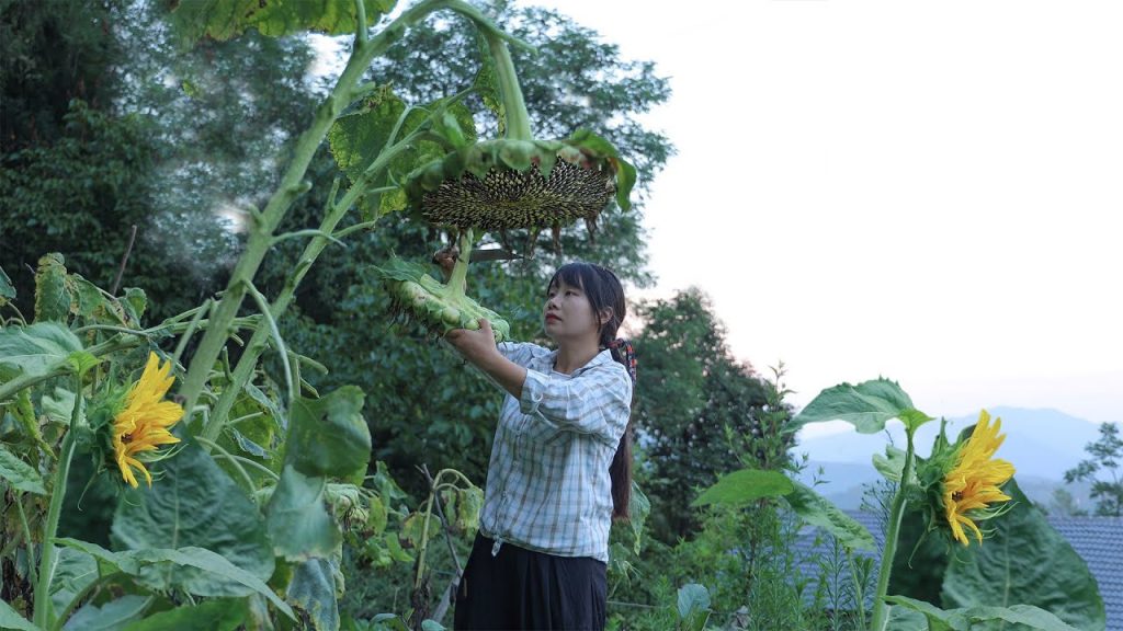 【二米炊煙】Sunflower Seeds & Peanuts 最神奇特殊的堅果🌻向日葵和落花生🥜