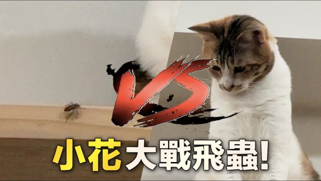 黃阿瑪的後宮生活 【黃阿瑪的後宮生活】小花大戰飛蟲!過程超驚險!