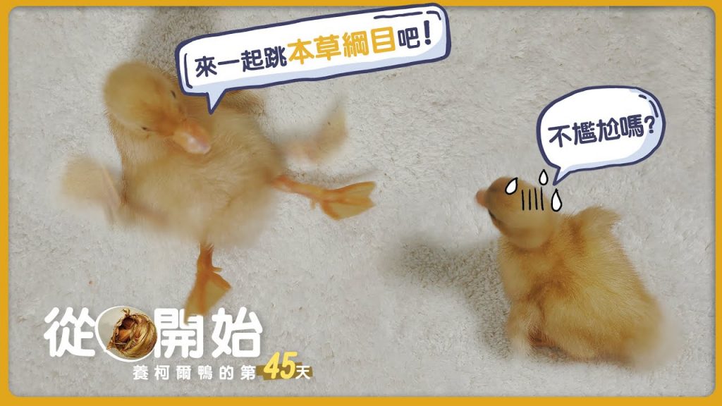 團團的萌寵部落 從蛋開始養柯爾鴨callduck的【第45天】| 小鴨子都愛上跳本草綱目了?