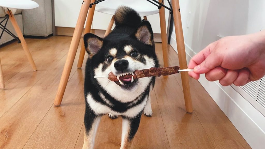 Oka the Shiba Inu 柴犬Oka 狗狗看到烤肉串,饞得一口咬住,太好笑了!