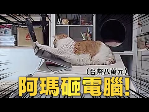 黃阿瑪的後宮生活 【黃阿瑪的後宮生活】阿瑪砸電腦!損失慘重!