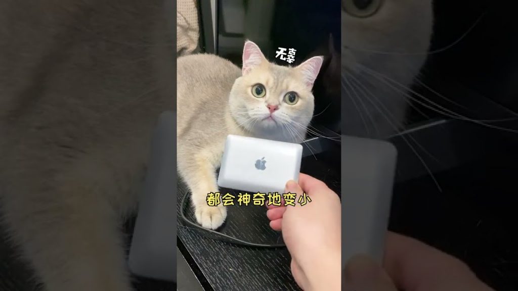 一隻鈍鈍少爺 【鈍鈍劇場】我家貓竟然想對我閨蜜下手?!