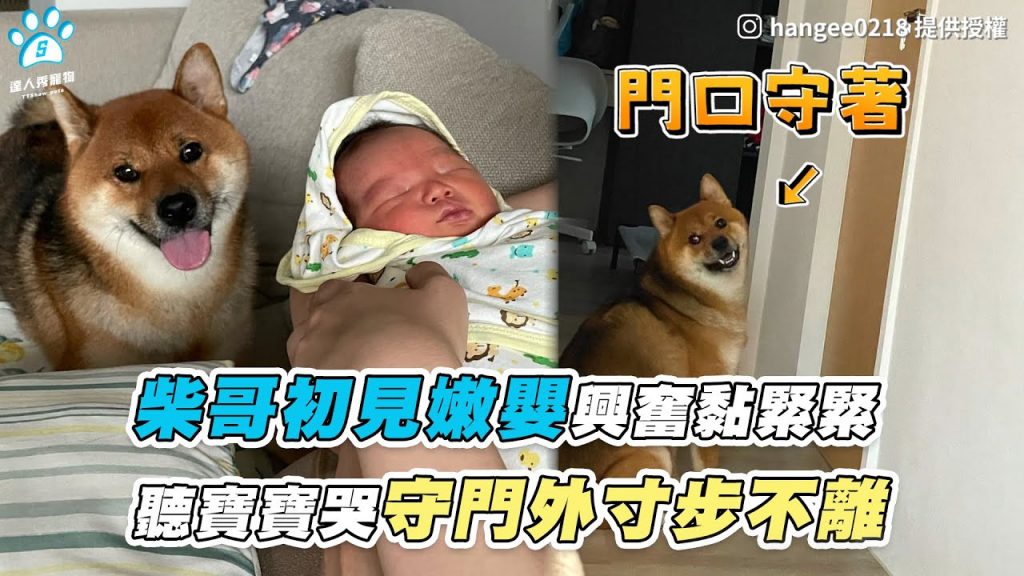 【柴哥初見嫩嬰興奮黏緊緊 聽寶寶哭守門外寸步不離】|IG / hangee0218