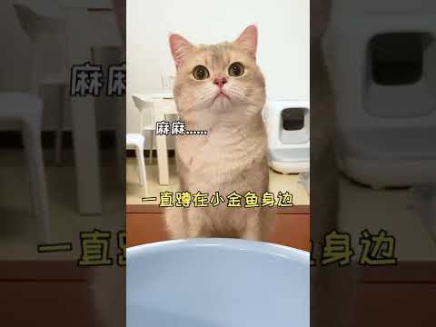 一隻鈍鈍少爺 【鈍鈍的日常】這隻貓不要太聰明的樣子😏😏😏