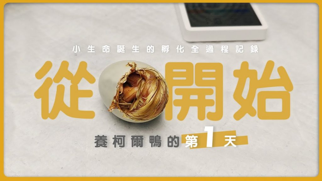 團團的萌寵部落 從蛋開始養柯爾鴨的【第1天】,見證孵化小生命誕生的全過程記錄