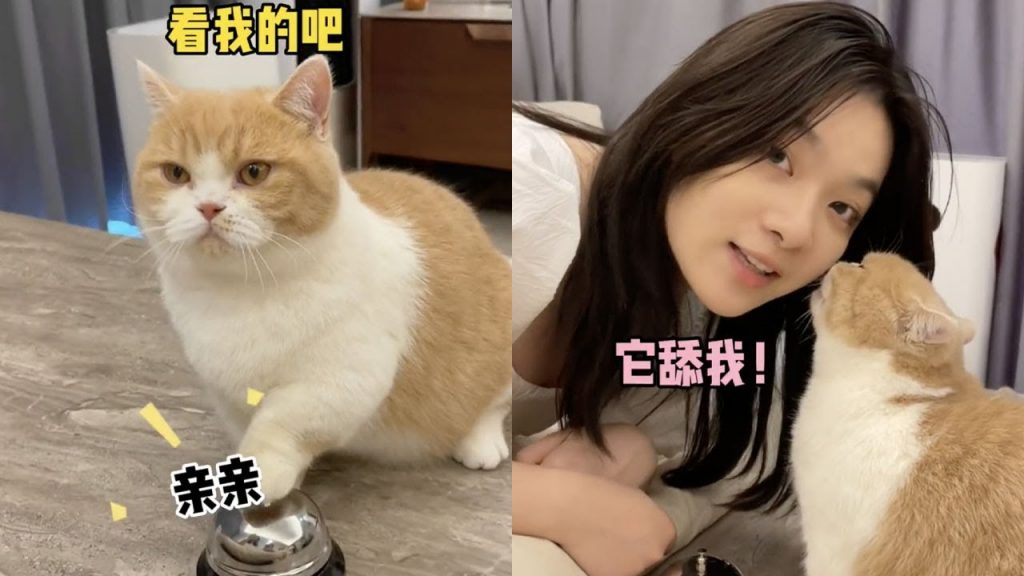 麻蛋和丑丑 【麻蛋和丑丑】好端端的一门亲事被没断奶的阿巴毁了!