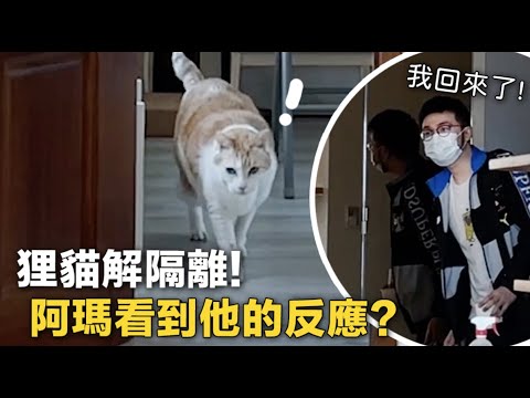 黃阿瑪的後宮生活 【黃阿瑪的後宮生活】狸貓解隔離回後宮!阿瑪的反應超窩心!