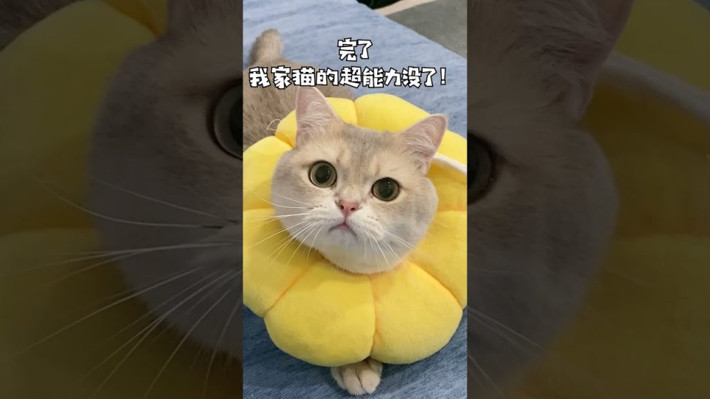 一隻鈍鈍少爺 【鈍鈍的日常】大家來看看,貓咪這是什麼奇怪的能力呀