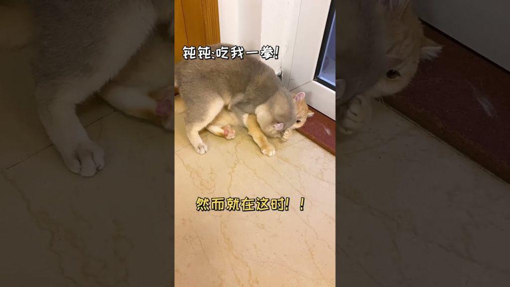 一隻鈍鈍少爺 【鈍鈍的日常】鈍鈍喜當媽了!我家貓高興壞了!