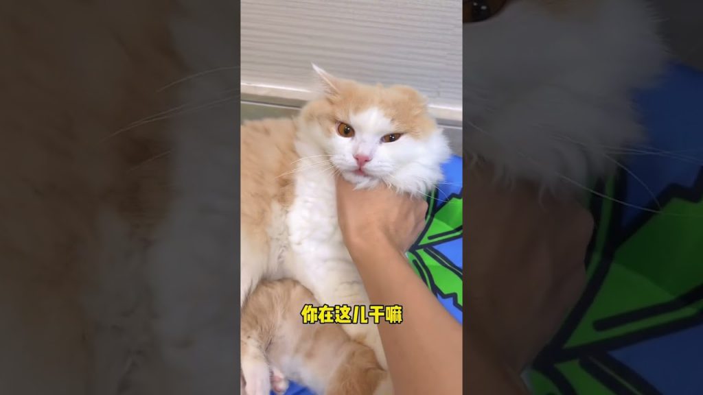 獨生子的日常 【小奶貓成長記】妹妹怎麼也想不到 情敵是個公貓