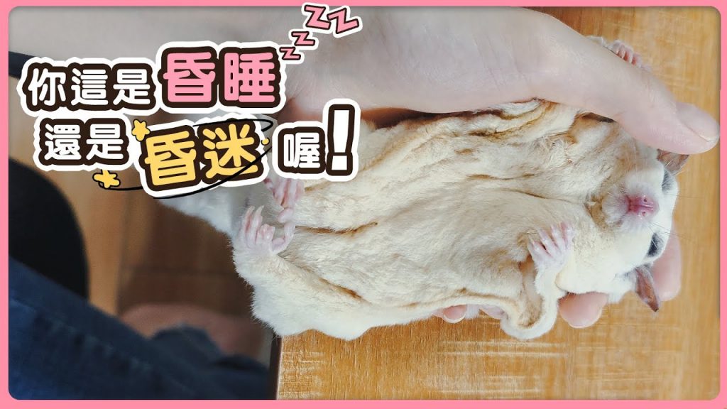 團團的萌寵部落 蜜袋鼯的昏迷式睡覺分享,躺手上一邊工作一邊盤蜜兩不誤。