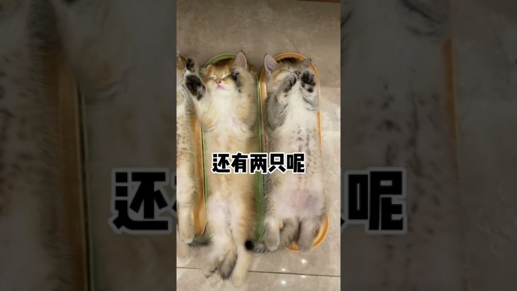 麻蛋和丑丑 【麻蛋和丑丑】小奶猫们的暑假是怎么过的呢?