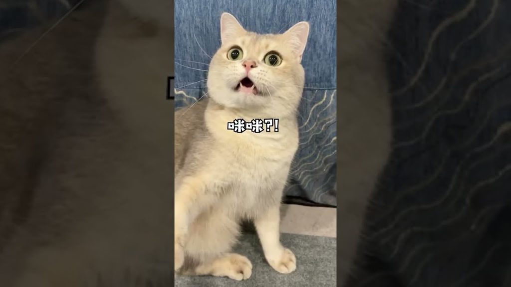 一隻鈍鈍少爺 【鈍鈍的日常】當我在外擼了別的貓