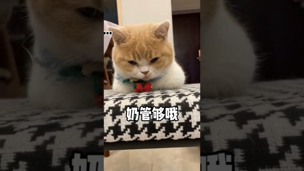 麻蛋和丑丑 【麻蛋和丑丑】阿巴:只要有奶喝,什么都好说