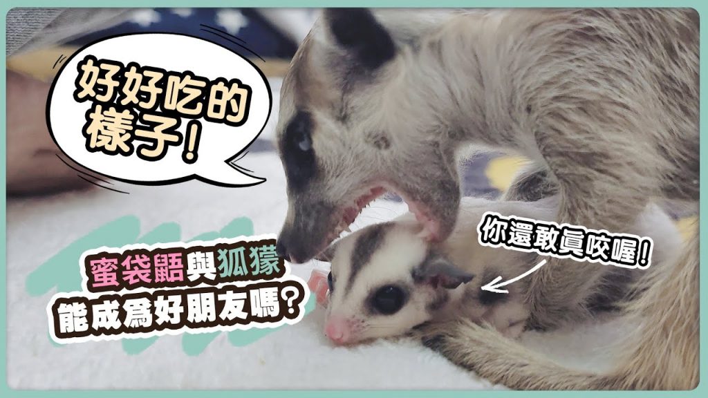 團團的萌寵部落 蜜袋鼯與狐獴能否成爲好朋友一起飼養?結果想象得到嗎?Sugarglider &Meerkat