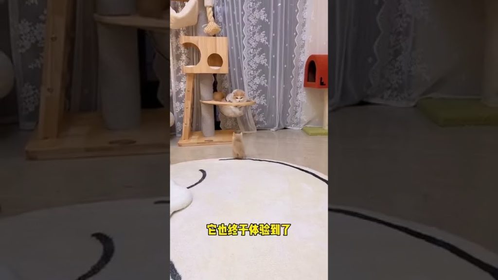 獨生子的日常 【小奶貓成長記】把童年受姐姐的欺負 返還到小姐夫身上