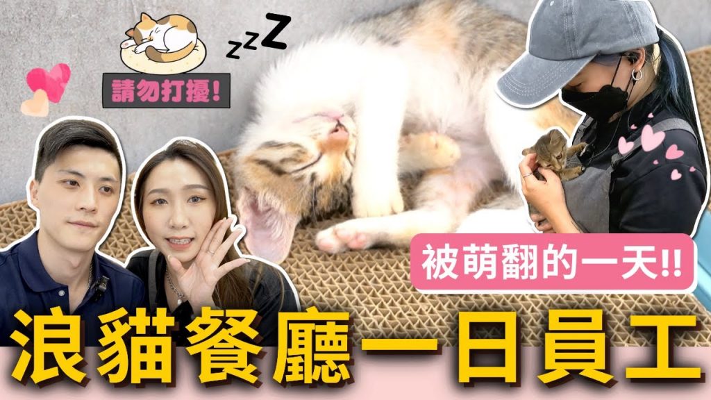 『浪貓餐廳一日員工體驗』被各種小貓萌翻的一天❤️戴戴竟然受傷了⁉️他們也有辛苦的一面❗️領養代替購買希望每隻浪浪都能有個家🏠